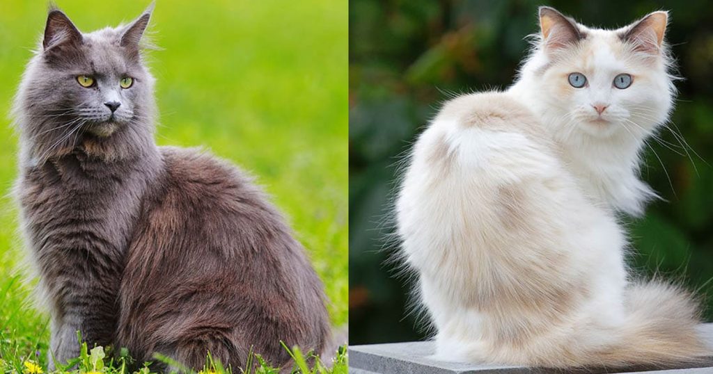 5 Jenis Kucing yang Dikenal Paling Ramah dan Penyayang